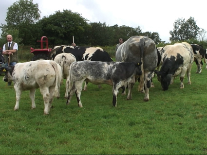 Newton Blues Chico with Greystone Bonzer sired calves